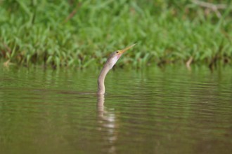 Bird's head protruding from the peaceful, green water, surrounded by dense riparian vegetation,