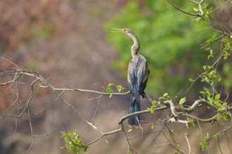 Bird sitting attentively on a branch against a background of vivid green and warm colours, Darter