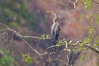 Bird, sitting on a thin branch in front of a background of natural colours and soft drawing, Darter