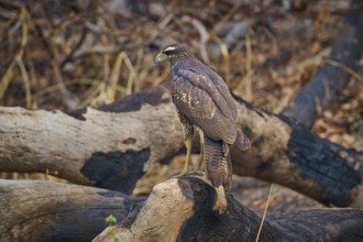 A bird of prey sits attentively on a branch in a wooded environment, Black Buzzard (Buteogallus