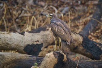 A bird of prey sits attentively on a branch in a wooded area, Black Buzzard (Buteogallus