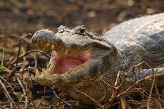 Close-up of a caiman with open mouth and visible teeth on dry ground, spectacled caiman (Caiman