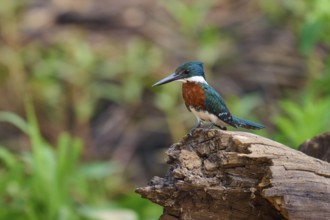 A kingfisher on a tree trunk in front of a natural, blurred background, Amazonian Kingfisher