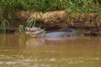A caiman lies on the bank of a river, partly in the water, surrounded by green vegetation,