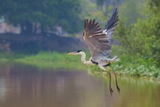 A heron in flight over calm water, trees in the background, Cocoi Heron (Ardea cocoi), Pantanal,