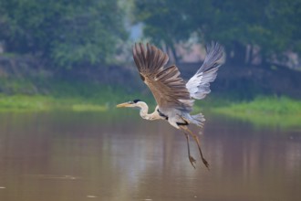 A heron flies over the water, framed by trees in the background, Cocoi Heron (Ardea cocoi),