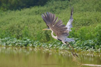 A heron flies over a water surface, surrounded by green nature, Cocoi Heron (Ardea cocoi),
