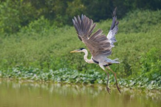 A heron in flight over the water, surrounded by green plants, Cocoi Heron (Ardea cocoi), Pantanal,