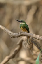 A small bird on a branch in a natural environment, soft blurred background, Rufous-tailed jacamar