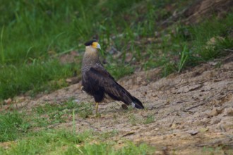 A bird of prey stands on earthy ground surrounded by grass, crested caracara (Caracara plancus),
