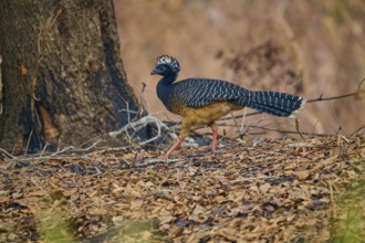 A striped bird with a black head walks through a wooded area covered with foliage, Bare-faced Hokko