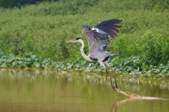 A heron flies over the water, surrounded by green vegetation, Cocoi Heron (Ardea cocoi), Pantanal,