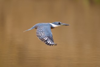 A single kingfisher flies in front of a blurred brown background, Red-breasted Kingfisher (Ceryle