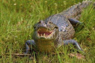 A caiman in the grass with wide open mouth and visible teeth, head on the ground, spectacled caiman