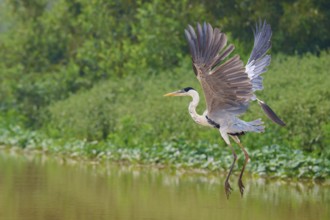 A heron soars elegantly over the water, surrounded by greenery, Cocoi Heron (Ardea cocoi),
