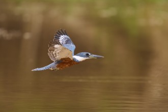 A kingfisher in the air with outstretched wings over a water surface, Red-breasted Kingfisher