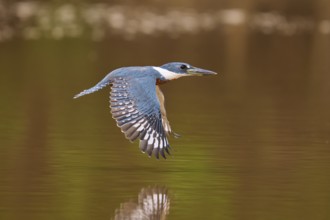 A kingfisher flies over the water showing its reflection, Red-breasted Kingfisher (Ceryle