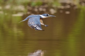A kingfisher flies just above a water surface, green plants in the background, Red-breasted