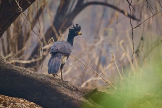 A bird with blue feathers and a yellow beak stands on a branch in a dry forest, Bare-faced Hokko