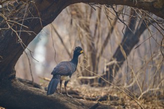 A bird with blue and black plumage stands on a branch in a dry forest, Bare-faced Hokko (Crax
