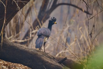 A bird with blue wings and a yellow beak balancing on a branch in the forest, naked-faced hokko
