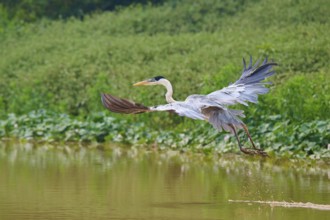 A heron with outstretched wings flying just above the water, Cocoi Heron (Ardea cocoi), Pantanal,