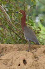 Heron standing in front of trees with frog in beak on earthy ground, Marbled Heron (Tigrisoma