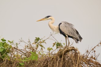 A heron resting on branches against a grey sky, Cocoi Heron (Ardea cocoi), Pantanal, Mato Grosso,