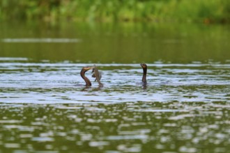 Two birds fighting for a fish in the water, surrounded by greenery, Olive Cormorant, Cormorant,