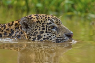 The head of a jaguar emerges from the water as it glides through the natural environment, Jaguar