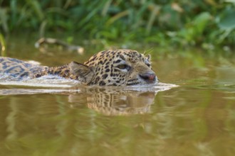The jaguar swims leisurely in the water, surrounded by dense jungle vegetation, Jaguar (Panthera