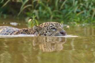 The jaguar is in the river and swims calmly through the brown water in the green surroundings,