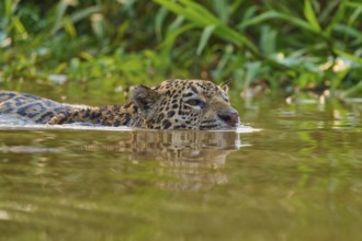 A swimming jaguar in brown water, surrounded by green jungle vegetation, Jaguar (Panthera onca),