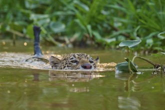 A jaguar swims in a green river, surrounded by plants in the jungle, Jaguar (Panthera onca),