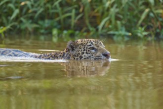 The jaguar swims in the river, its head protruding from the water, surrounded by green vegetation,