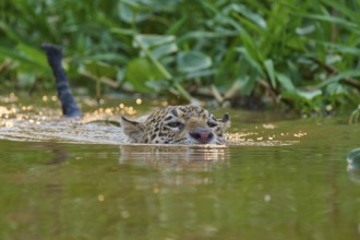 A jaguar swims through the water, surrounded by green vegetation and shimmering light reflections,