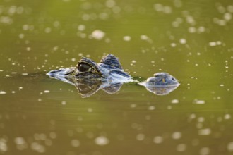 A caiman eye is visible just above the water surface and creates a camouflaged atmosphere,