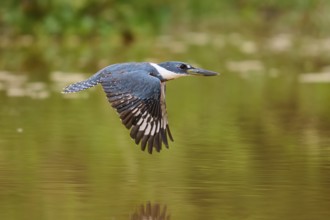 Kingfisher flying over calm water surface with soft reflection, Red-breasted Kingfisher (Ceryle