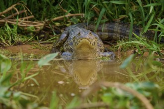 A crocodile with its reflection in the water, embedded in dense vegetation, spectacled caiman