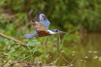 Kingfisher in flight near a water with lush vegetation, Red-breasted Kingfisher (Ceryle torquata),