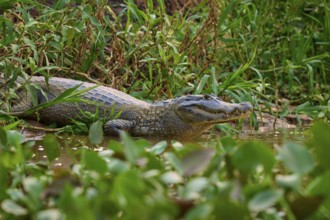 A crocodile rests on the riverbank, well camouflaged among the dense plants, Spectacled Caiman