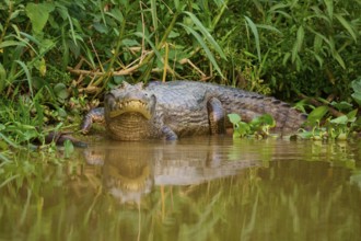 A crocodile peers out of the water, surrounded by dense tropical vegetation, spectacled caiman