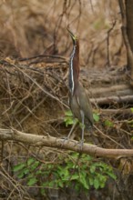 Heron standing on a branch in dense foliage, Marbled Heron (Tigrisoma lineatum), Pantanal, Mato