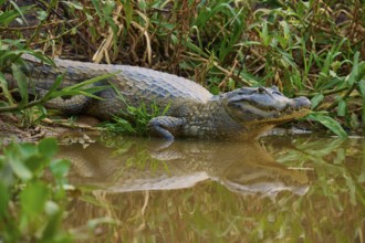 A crocodile lies on the bank of a body of water, surrounded by dense green vegetation, Spectacled