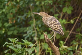 Heron standing on a branch surrounded by leaves, Marbled Heron (Tigrisoma lineatum), Pantanal, Mato