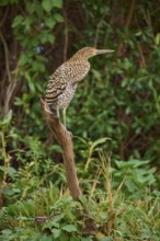 Heron sitting on a branch in green surroundings, Marbled Heron (Tigrisoma lineatum), Pantanal, Mato