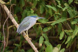 A heron sits on a branch in a green forest surrounded by dense foliage, Mongrove Heron (Butorides