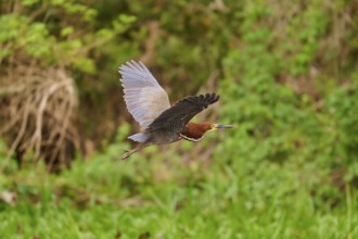 Heron in flight over a green landscape, Marbled Heron (Tigrisoma lineatum), Pantanal, Mato Grosso,