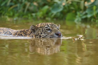 A focussed jaguar swims through the brown river water, surrounded by lush greenery, Jaguar