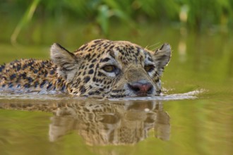 A jaguar lifts its head out of the water as it swims through a natural habitat, Jaguar (Panthera